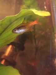 Hyphessobrycon amandae