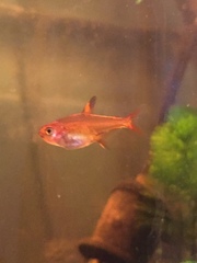 Hyphessobrycon amandae