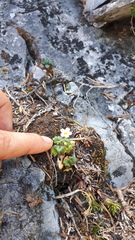 Romanzoffia sitchensis