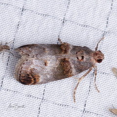 Oneida lunulalis