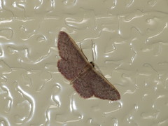 Idaea costaria