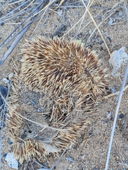 Hemiechinus auritus