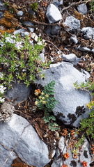 Lomatium martindalei