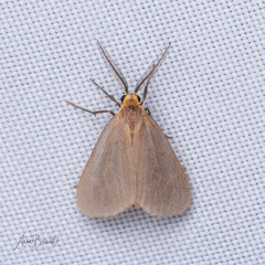 Pagara simplex