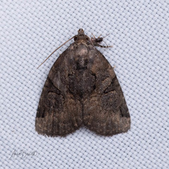 Pseudeustrotia indeterminata