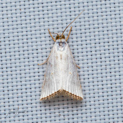 Argyria gonogramma
