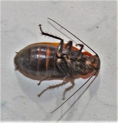 Oxyhaloa deusta
