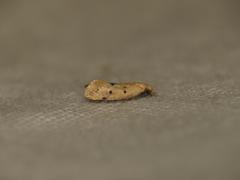 Mimobrachyoma meselectra