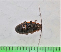 Oxyhaloa deusta