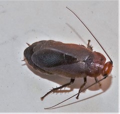 Oxyhaloa deusta