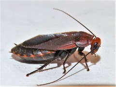 Oxyhaloa deusta
