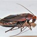 Pet Redhead Roach - Photo (c) Peter Vos, some rights reserved (CC BY-NC), uploaded by Peter Vos