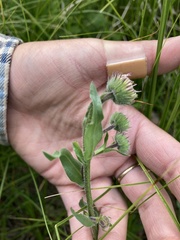 Erigeron formosissimus