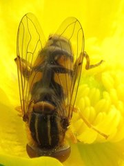 Parhelophilus laetus