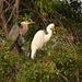 photo of Great Egret (Ardea alba)