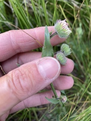 Erigeron formosissimus