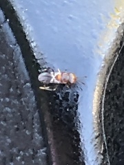 Encyrtinae