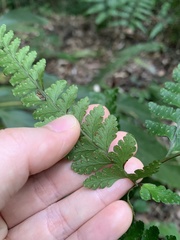 Microlepia obtusiloba