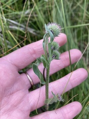 Erigeron formosissimus