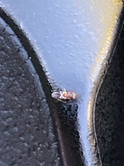 Encyrtinae