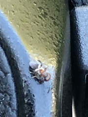 Encyrtinae