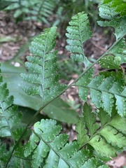 Microlepia obtusiloba