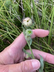 Erigeron formosissimus