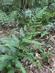 Microlepia obtusiloba