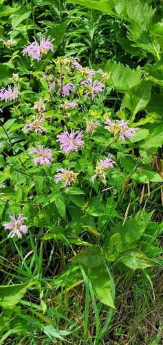 iNaturalist observation 2021-07-14