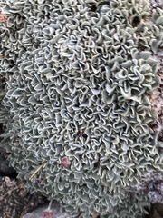 Eriogonum caespitosum