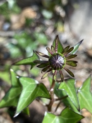 Senecio macroglossus