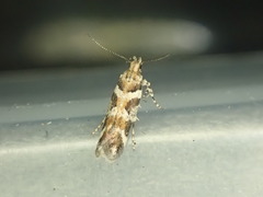 Aristotelia devexella