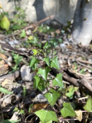 Senecio macroglossus