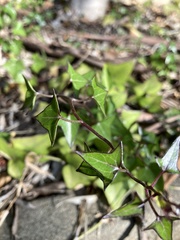 Senecio macroglossus