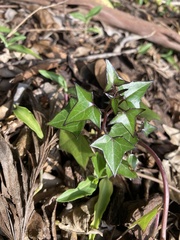 Senecio macroglossus