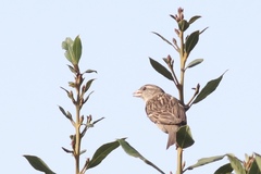 Passer domesticus