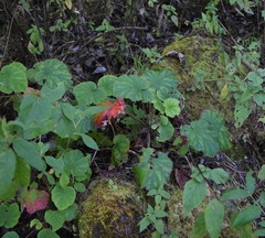 Heuchera longipetala