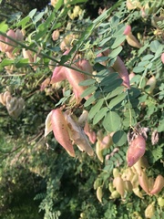 Colutea