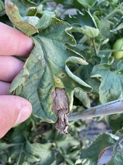 Alternaria solani