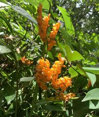 Stromanthe stromanthoides