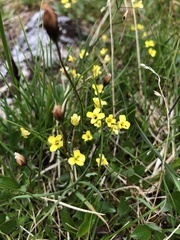 Draba ogilviensis