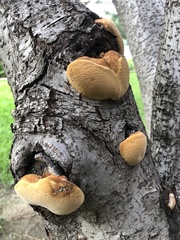 Gloeophyllum sepiarium