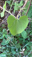 Aristolochia californica