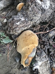 Gloeophyllum sepiarium