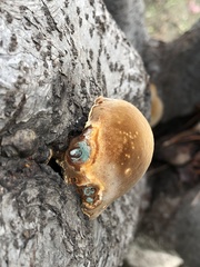 Gloeophyllum sepiarium