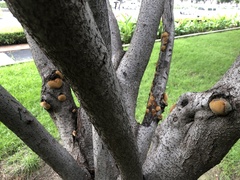 Gloeophyllum sepiarium