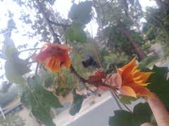 ×chiranthofremontia lenzii