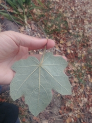 ×chiranthofremontia lenzii