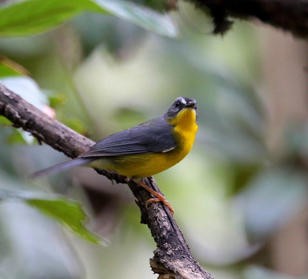 Gray-and-gold Warbler (Myiothlypis fraseri) photo