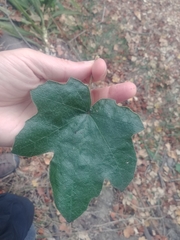 ×chiranthofremontia lenzii